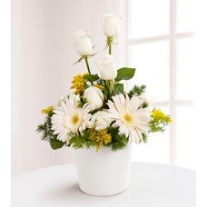 Aşksın Sen Beyaz Gerbera ve Beyaz Gül Aşksın Sen Beyaz Gerbera ve Beyaz Gül