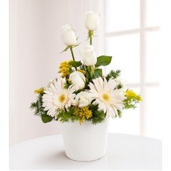 Aşksın Sen Beyaz Gerbera ve Beyaz Gül